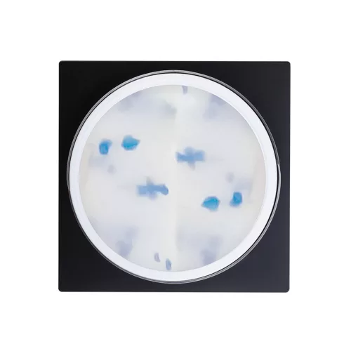 Flower Gel - Blue - 5g